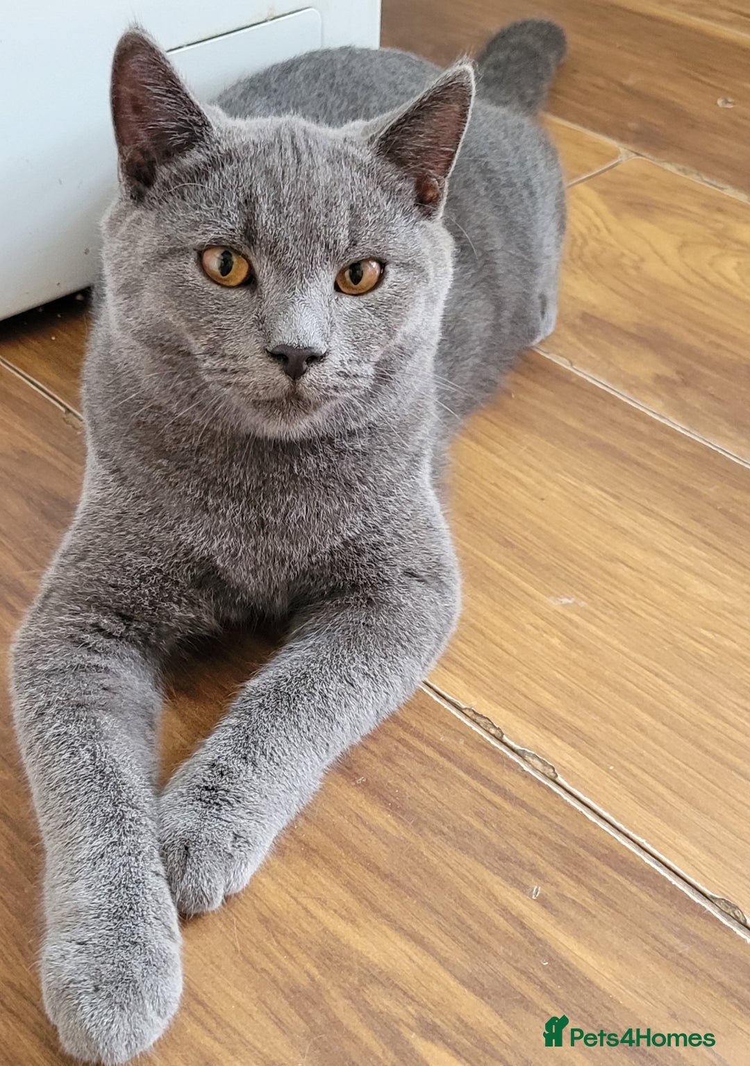 British Shorthair cats for sale: British Shorthair Boy - Image 7