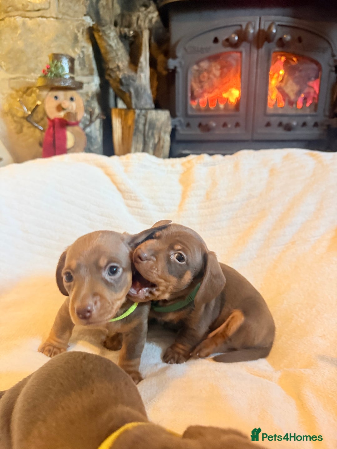 Miniature Dachshund dogs for sale: 3 girls Left Miniature Dachshund chocolate & tan - Advert 25