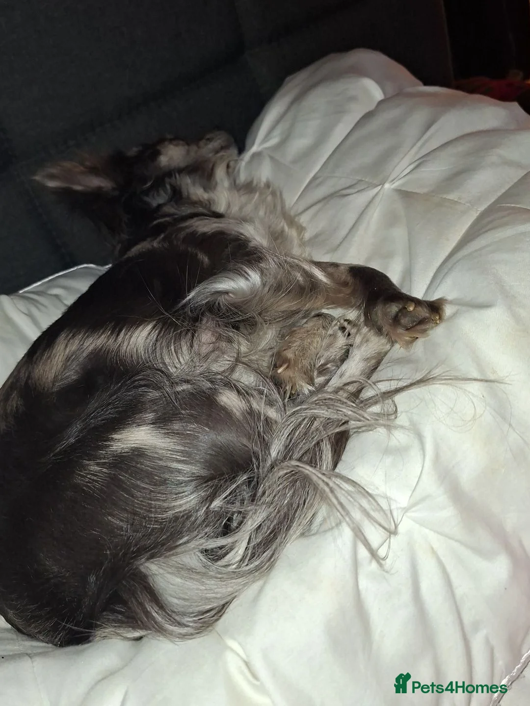 Chihuahua dogs for sale: Merle long hair chihuahua female 2yrs in Chelmsford - Advert 2
