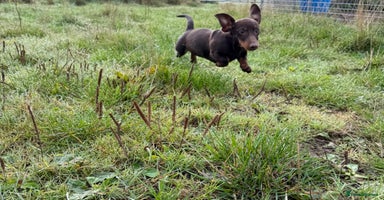 Miniature Dachshund dogs - Advert 1