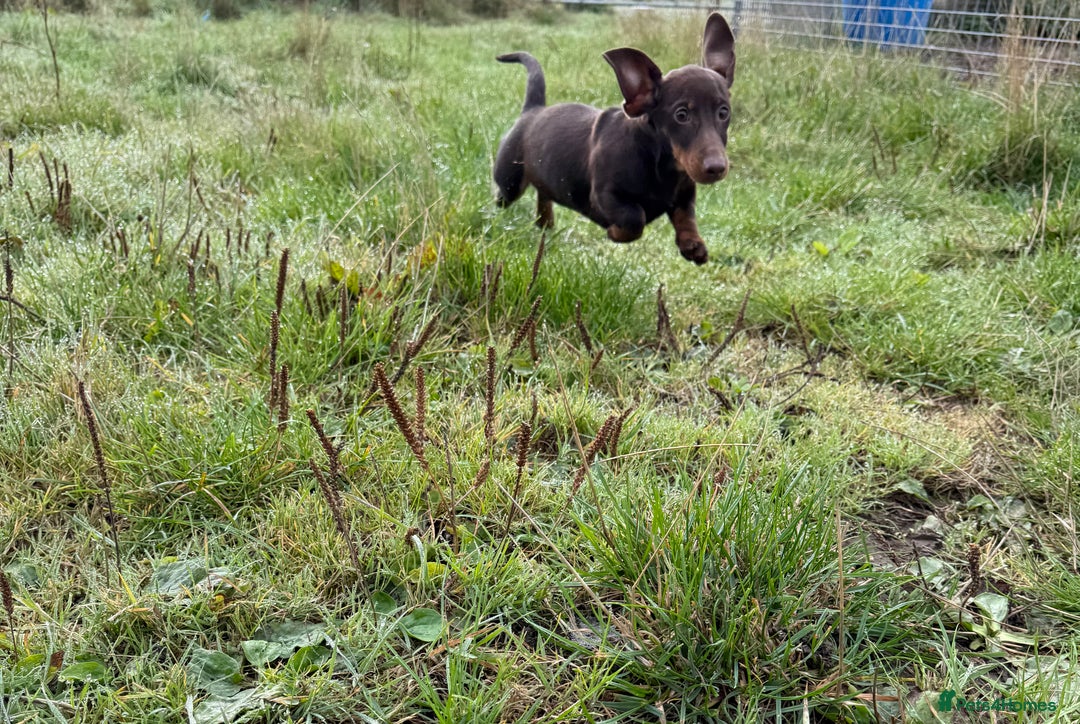 Miniature Dachshund dogs for sale: Bred From Health Tested Parents - Image 2