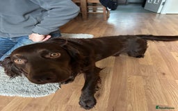 Cocker Spaniel dogs for sale: Working Cocker Spaniel - Image 2