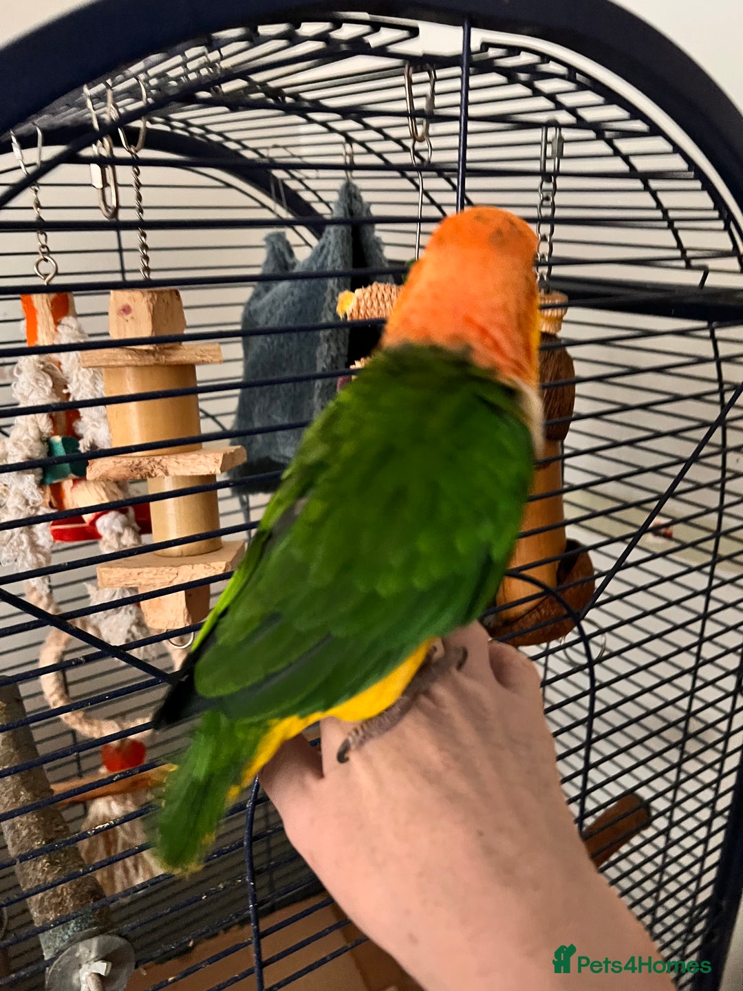 Parrots birds for sale: Caique parrot  - Advert 2