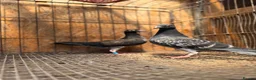 Pigeons birds for sale: BEAUTIFUL TIGER GRIZZLE RACING PIGEONS - Advert 5