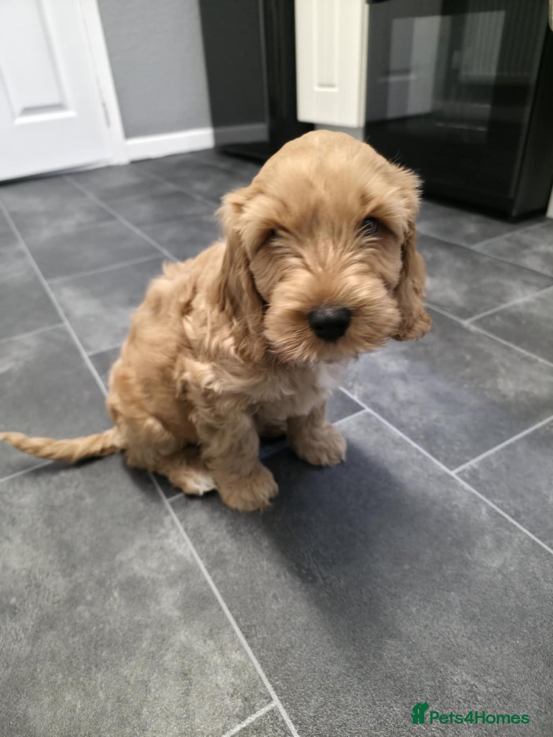 Cockapoo dogs for sale: 1 boy left cockapoo  - Advert 4