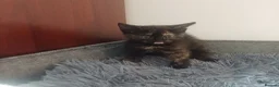 Mixed Breed cats for sale: Lovely Kittens😍😍😍 - Advert 10