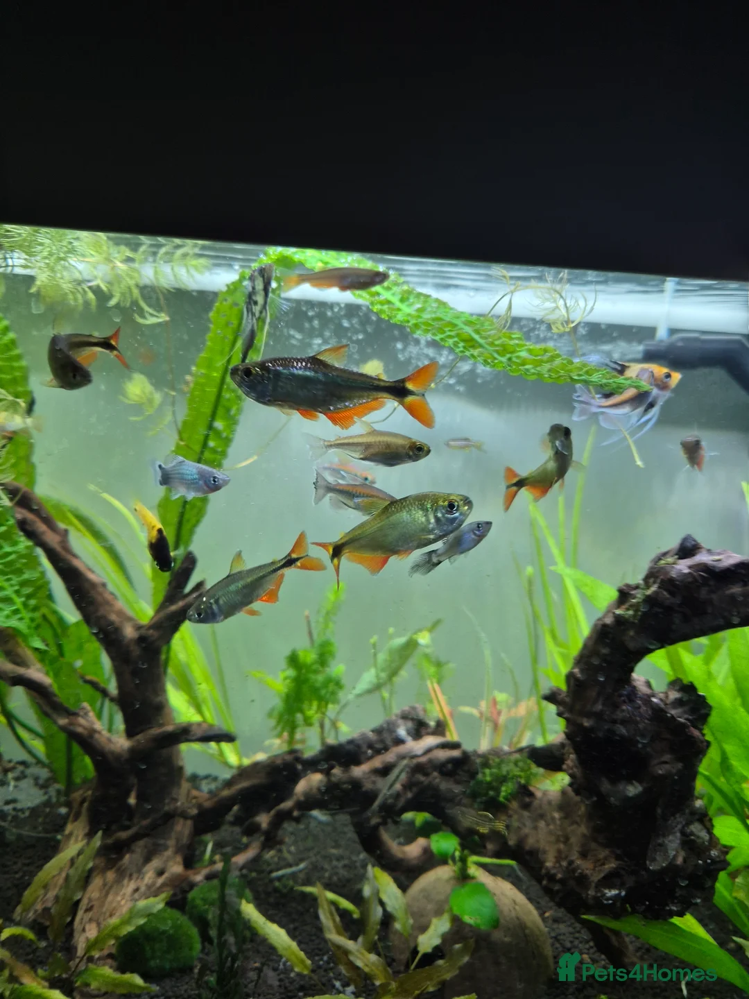 Tetras fish for sale: A group of 5 Benus Aires Tetras - Advert 2