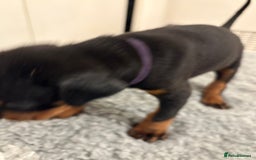 Dobermann dogs for sale: KC Registered Champion-lines Dobermans - Image 8
