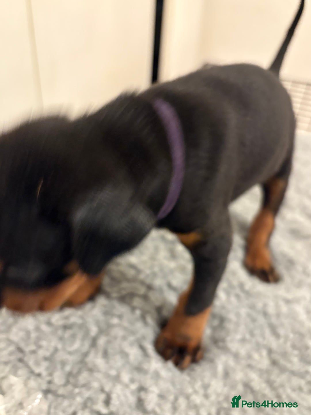 Dobermann dogs for sale: KC Registered Champion-lines Dobermans - Image 8