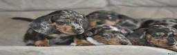 Dachshund dogs for sale: Amazing dachshund puppies - Advert 7