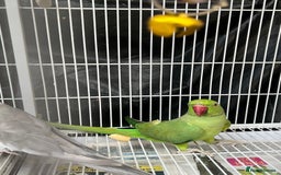 Mixed Breed birds for sale: Female Indian Ringneck,male Cockatiel & hen budgie - Image 3