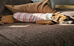 Mixed Breed dogs for sale: Lovely lily bullboxer  - Image 5