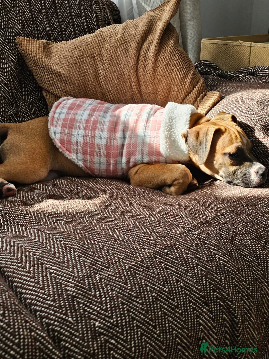 Mixed Breed dogs for sale: Lovely lily bullboxer  - Image 5