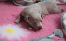 Italian Greyhound dogs for sale: Beautiful Italian greyhounds - Polish Bloodlines - Image 15
