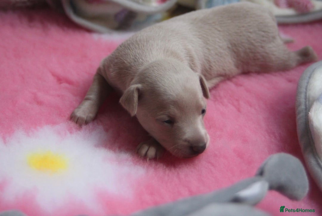 Italian Greyhound dogs for sale: Beautiful Italian greyhounds - Polish Bloodlines - Image 15