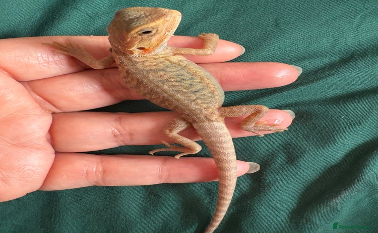 Bearded Dragon reptiles - Advert 2