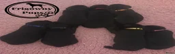 Labrador Retriever dogs for sale: 🖤 RKC Registered Black Labrador GIRLS 🖤 - Advert 19
