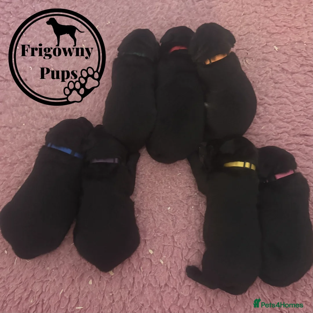 Labrador Retriever dogs for sale: 🖤 RKC Registered Black Labrador GIRLS 🖤 - Advert 19
