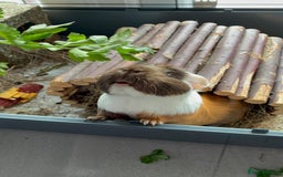 Guinea Pig rodents for sale: Male single Guinea Pig  - Advert 10