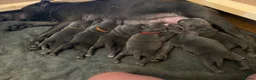 Staffordshire Bull Terrier dogs for sale: Beautiful KC reg blue puppies - Advert 10