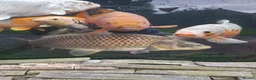 Koi Carp fish for sale: Koi carp all different for sale in Stoke-on-Trent - Advert 5