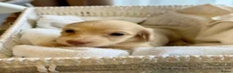 Miniature Dachshund dogs for sale:  Cream Long-Haired Miniature Dachshund Puppies  in Newport - Advert 2