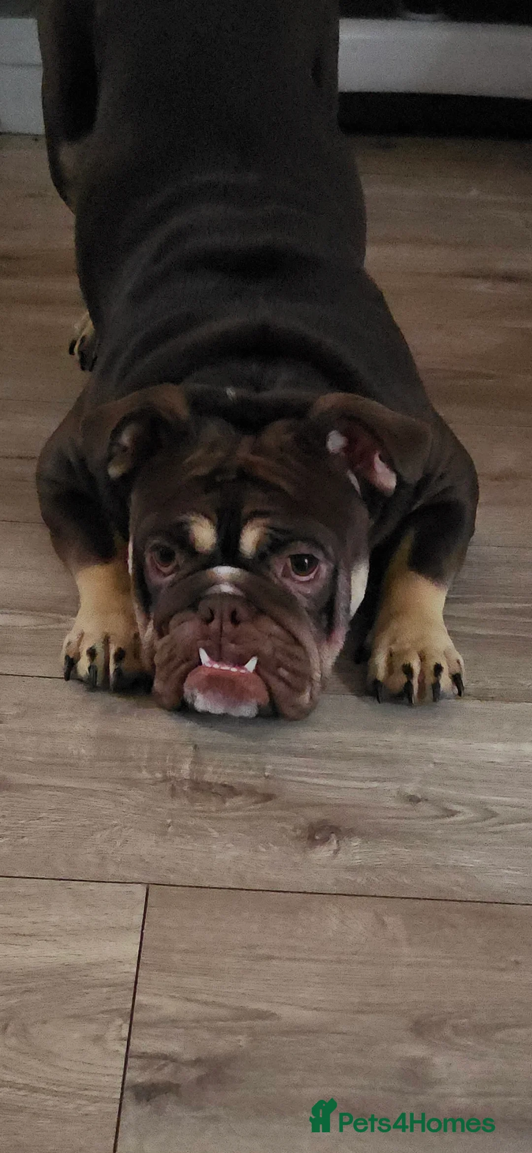 English Bulldog dogs for sale: Nellie 1 year old  in Leeds - Advert 1