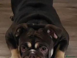 English Bulldog dogs Nellie 1 year old - Advert 10