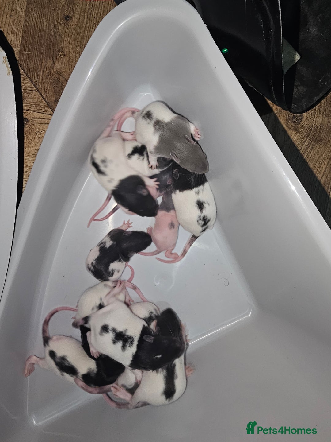 Rat rodents for sale: 7 female rat pups  - Advert 9