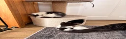 Mixed Breed cats for sale: Beautiful kittens - Advert 4