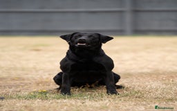 Labrador Retriever dogs for stud: KC Reg, DNA Clear, 0/0 Hips, Produces Chocolate in March - Image 4