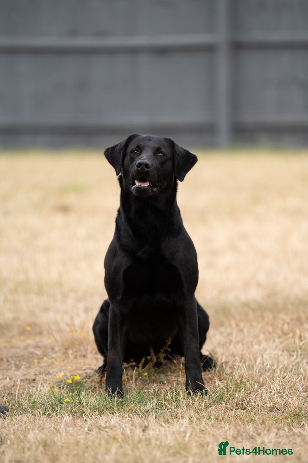 Labrador Retriever dogs for stud: KC Reg, DNA Clear, 0/0 Hips, Produces Chocolate in March - Image 4