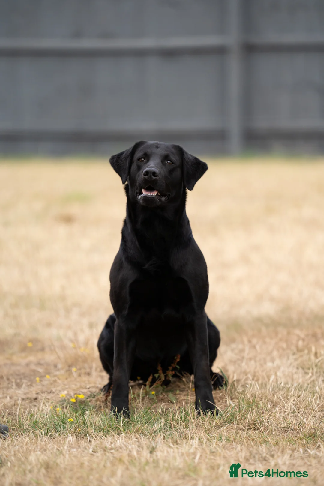 Labrador Retriever dogs for stud: KC Reg, DNA Clear, 0/0 Hips, Produces Chocolate in March - Advert 8