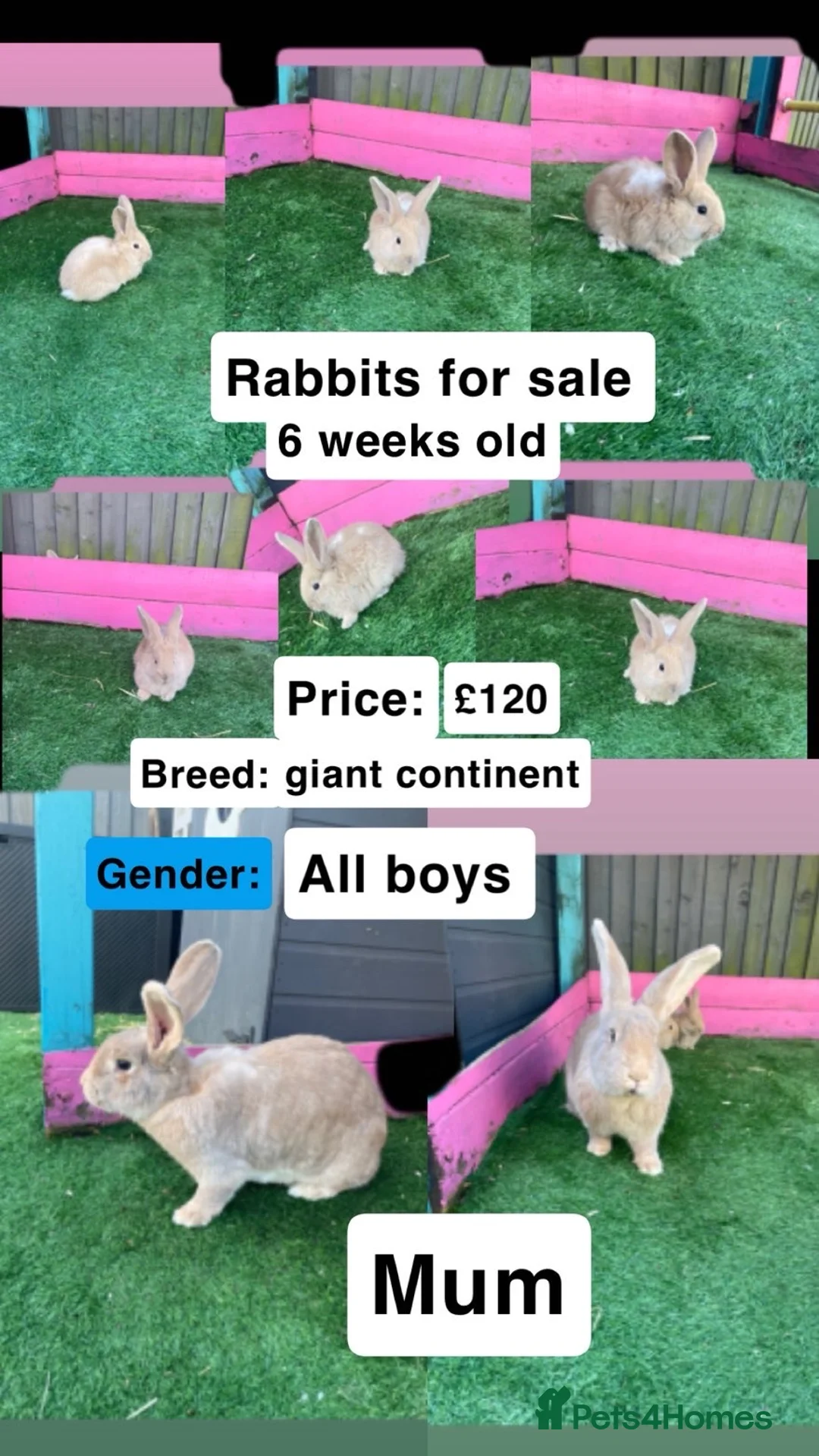 Continental Giant rabbits for sale: Giant continental babies  - Advert 1