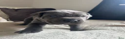 Cane Corso dogs for sale: Chunky cane corso pups ready for forever home  - Advert 13