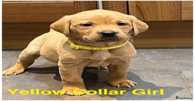 Labrador Retriever dogs Kennel Club Fox Red Labrador Puppies Health Tested - Advert 5