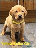 Labrador Retriever dogs Kennel Club Fox Red Labrador Puppies Health Tested - Advert 5