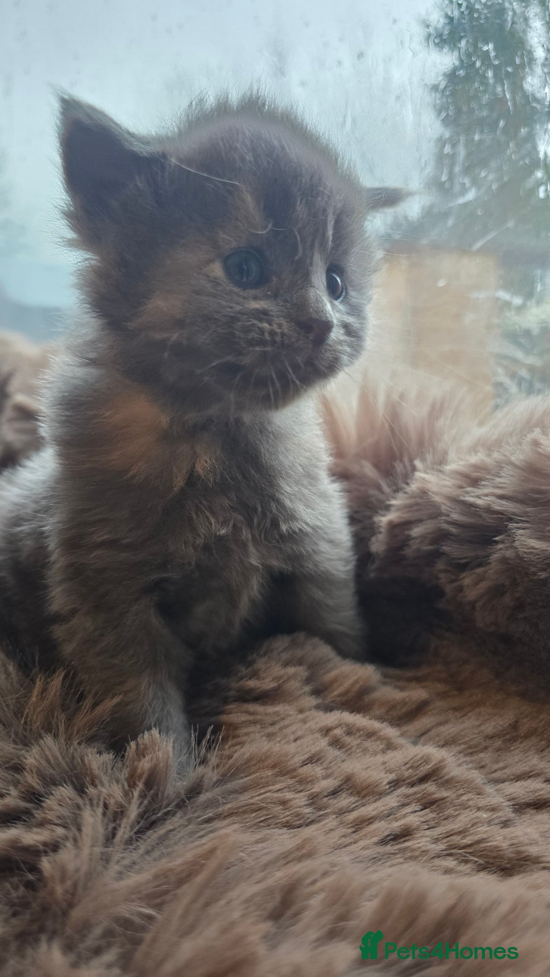 Maine Coon cats for sale: Stunning Mainecoons - Advert 11