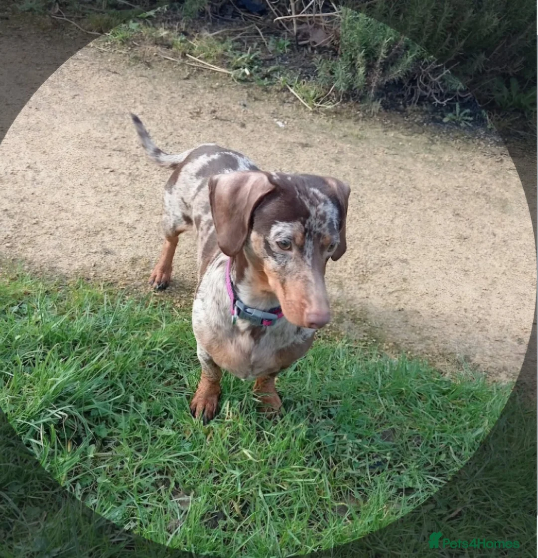 Miniature Dachshund dogs for sale:  Miniature Dachshunds–Must Stay Together - Advert 2