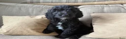 Sproodle dogs for sale: Adorable ethically bread, F1 toy sproodle puppies  - Advert 5