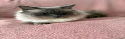 Ragdoll cats for sale: Beautiful Scottish Fold & Ragdoll Doll Mix Kittens - Advert 14