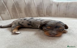 Miniature Dachshund dogs for sale: Gorgeous Long &short haired mini dachshund puppies - Image 37