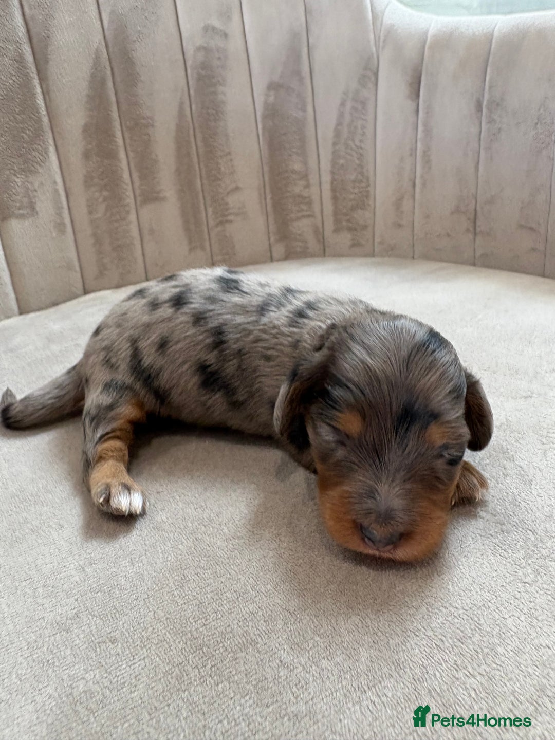 Miniature Dachshund dogs for sale: Gorgeous Long &short haired mini dachshund puppies - Image 37