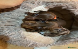 Miniature Dachshund dogs for sale: Miniature Dachshund puppies 🐶  - Image 1