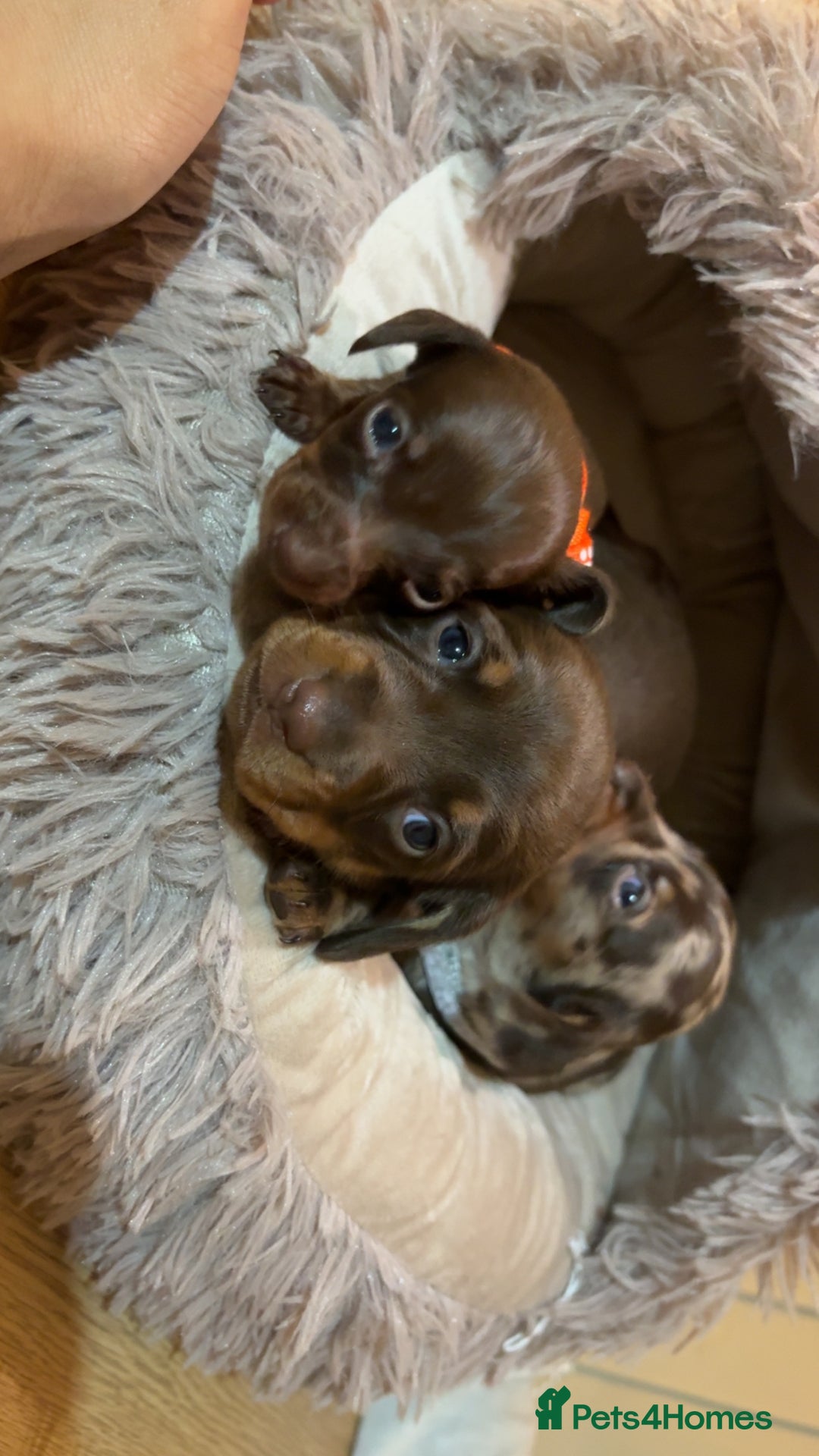 Miniature Dachshund dogs for sale: Miniature Dachshund puppies 🐶  - Image 1