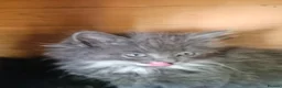 Persian cats for sale: Lovley half perian  - Advert 2