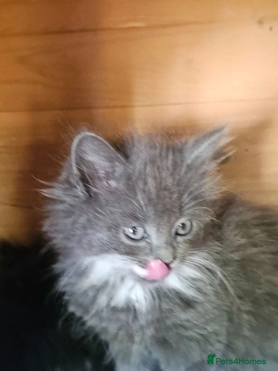 Persian cats for sale: Lovley half perian  - Advert 2