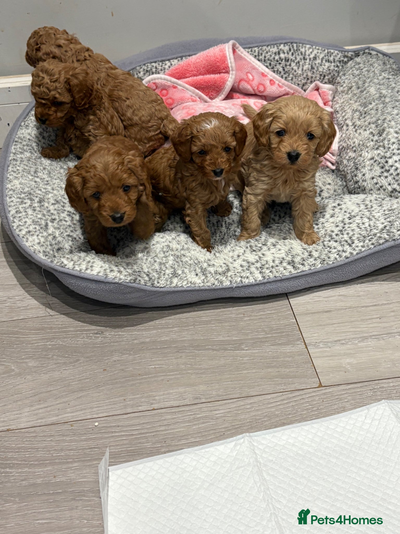 Cavapoo dogs extensively health tested toy cavapoo litter - Advert 9