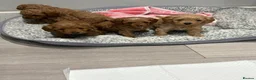 Cavapoo dogs for sale: TOY CAVAPOO GIRL. Health tested and training begun - Advert 21