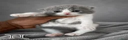 British Shorthair cats for sale: Exceptional GCCF REGISTERED BSH KITTENS - Advert 26